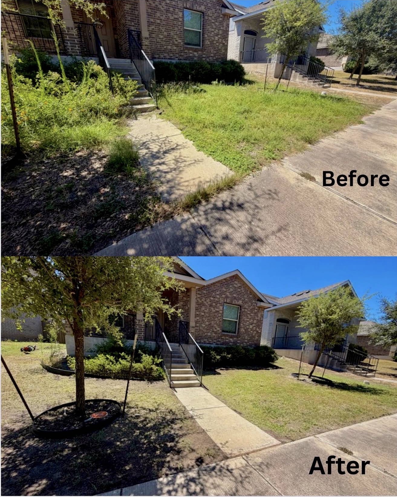 Front yard cleanup before and after